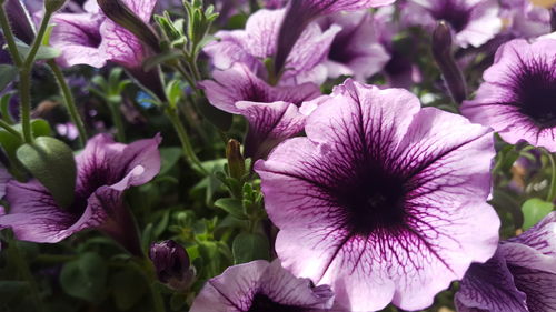 Close-up of purple flowers blooming outdoors