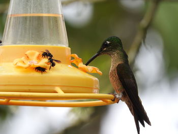 Close-up of bird perching on feeder