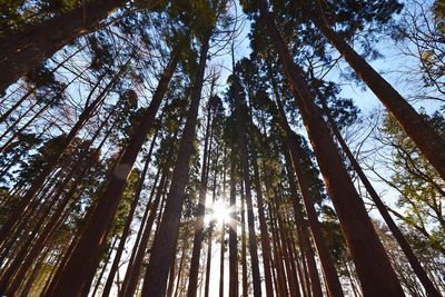 Low angle view of bamboo trees in forest