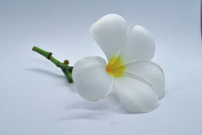 Close-up of white flowering plant