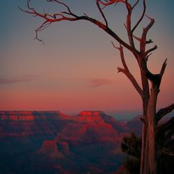 Bare trees on landscape against sky