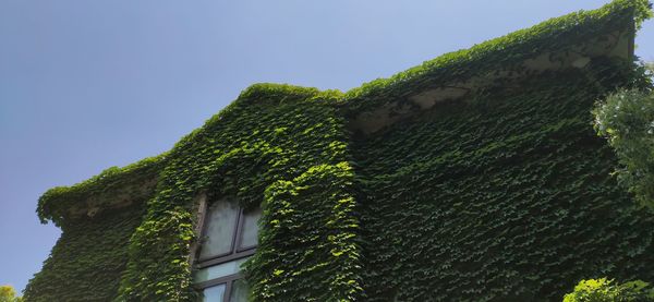 Low angle view of ivy on building against sky