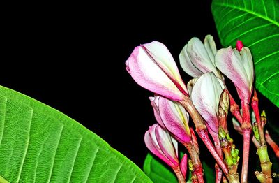 Close-up of pink flowering plant against black background