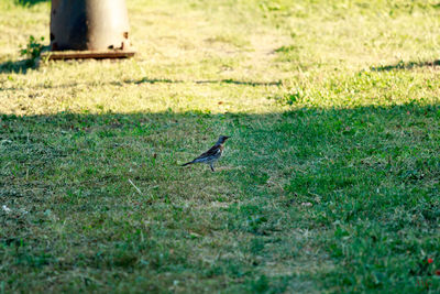 Bird perching on grass