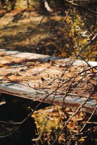 Close-up of dried plant on field in forest