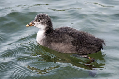 High angle view of duck swimming in lake