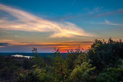 Plants growing on land against sky during sunset