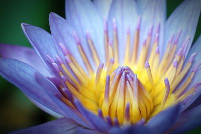 Close-up of purple flower