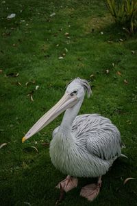 Close-up of pelican on grassy field