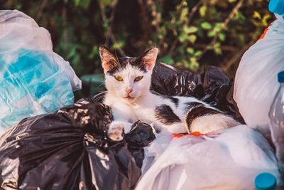 Portrait of cat resting on garbage