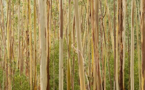 Full frame shot of trees in forest