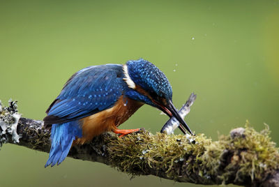 Male kingfisher catching fish from a moss covered perch