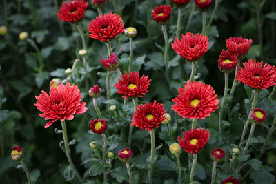 Close-up of yellow flowering plants