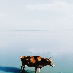 Dog standing on land against the sky