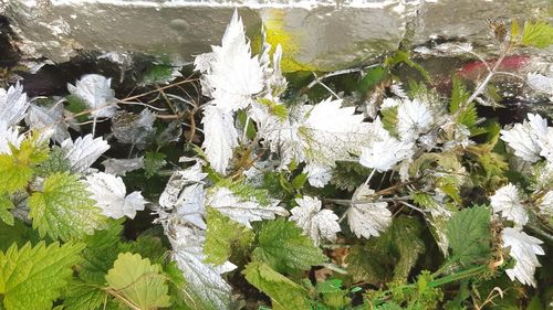 Close-up of snow on plant during winter