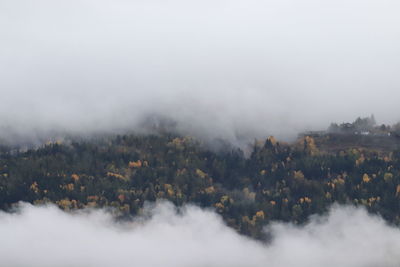 Scenic view of forest during foggy weather