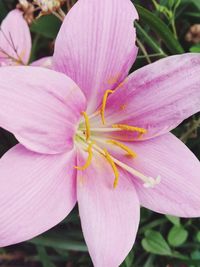 Close-up of pink flower