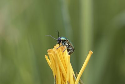 insect