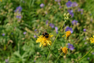 Bee pollinating on yellow flower