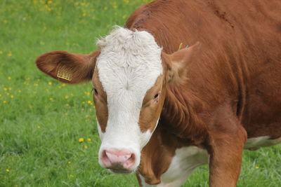 Cow in a field