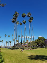 View of palm trees on field against blue sky