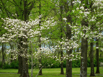 View of trees on landscape