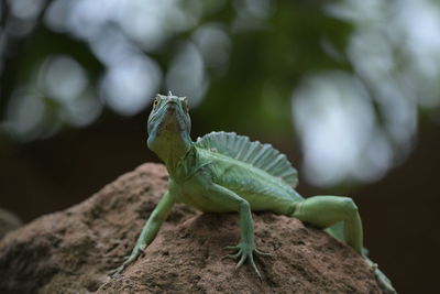 Close-up of lizard on rock