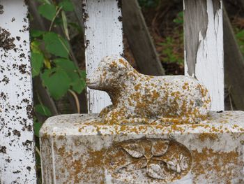 Close-up of rusty tree