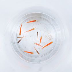 Directly above shot of fish in bowl on table