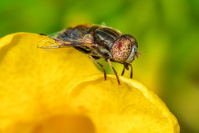 Close-up of fly pollinating on yellow flower