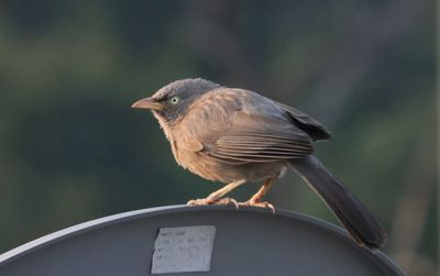 Close-up of bird perching on railing