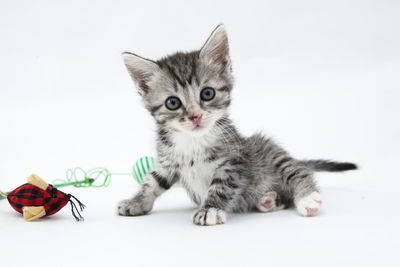 Portrait of cat sitting on white background