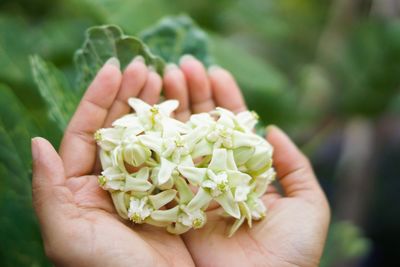 Close-up of hands holding white flowers