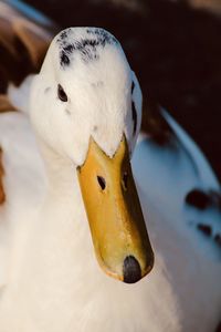 Close-up of a bird