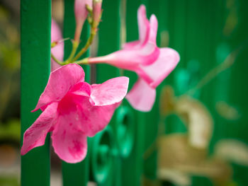Close-up of pink flowering plant