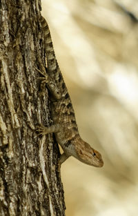 Close-up of lizard on tree trunk