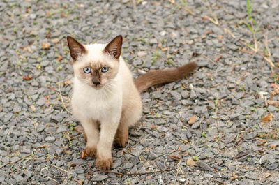 The brown and white kitten sits on the gray gravel and looks into the camera.