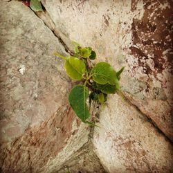 High angle view of plant