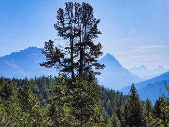 Pine trees in forest against sky