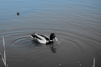 High angle view of duck swimming in lake