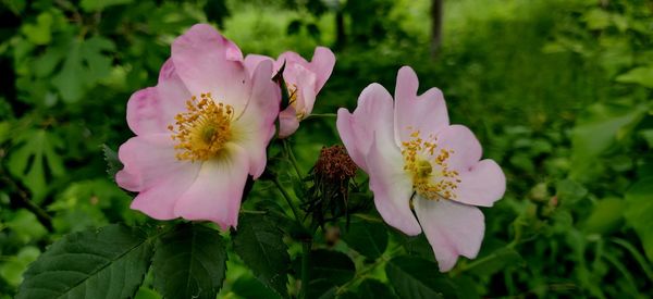 Close-up of pink flowering plant