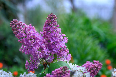 Close-up of pink flowering plant