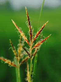 Close-up of crop growing on field