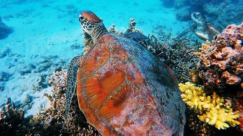 Close-up of turtle swimming in sea