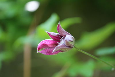 Close-up of pink rose flower