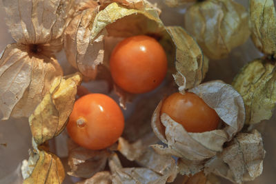 High angle view of gooseberry 