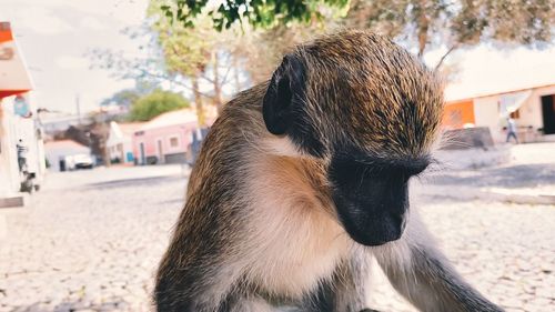 Close-up of dog