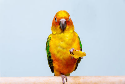 Close-up of parrot perching on wood