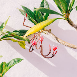 Tropical plant on white background wall