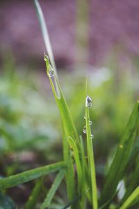 Close-up of wet grass